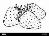 Fresh Strawberry Coloring Pages Learn To sketch template