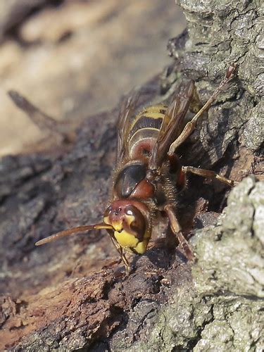Old World Hornet - Vespa crabro | Phylum: Arthropoda LATREIL… | Flickr