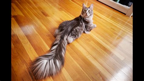 Cat wows, breaks world record for 'longest tail' | KTVU FOX 2