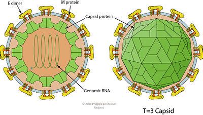 Sense RNA Virus: West Nile