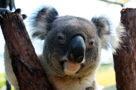 Koala Breeding On The Cards - Rainforestation Nature Park