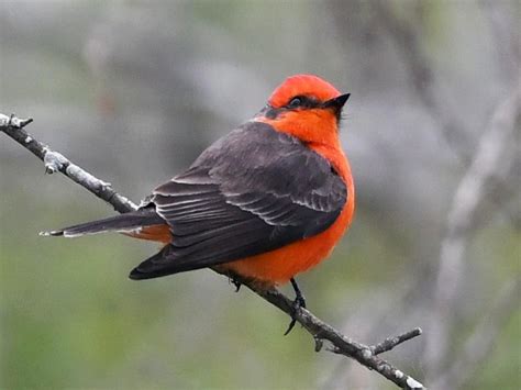 Vermilion Flycatcher | Celebrate Urban Birds