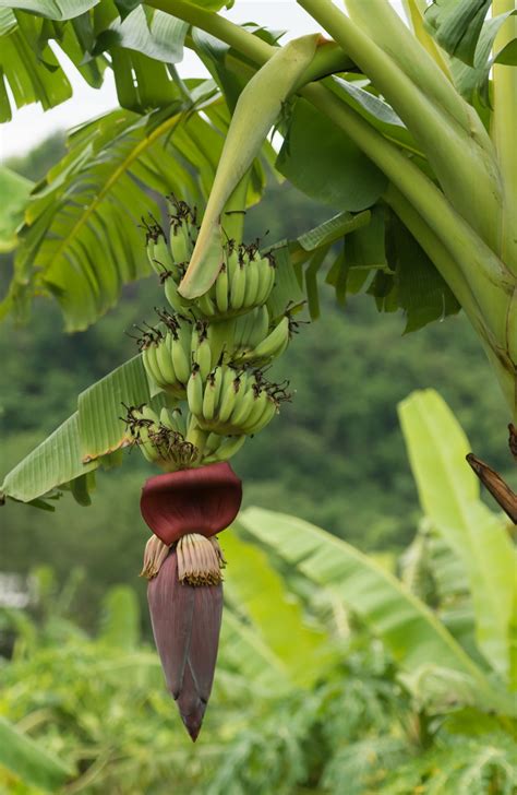 Banana Free Stock Photo - Public Domain Pictures