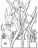 Iris Coloring Pages  Best For Kids sketch template