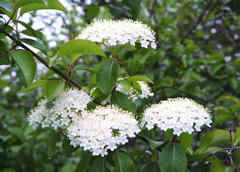 Viburnum prunifolium 3gal (Blackhaw) | Fleur jardin, Arbustes à fleurs, Fleurs