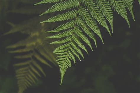 Evolution of Ferns: New Study Reveals Growth, Reproduction, Drop of the Plant Species 35 Million ...