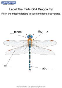 Labeling the parts of a Dragonfly - Dragonfly body parts fill in the blanks worksheet for ...