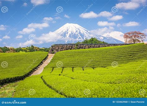 Fuji, Japan at Mt. Fuji and Tea Fields Stock Photo - Image of fields, fuji: 133463968