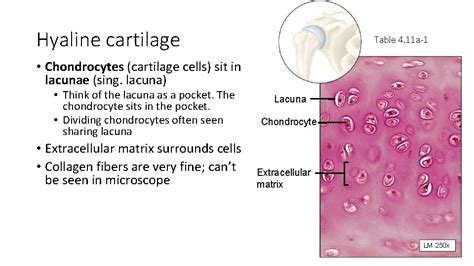 Chapter 6 Cartilage and Bone Functions of cartilage