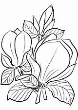 Saucer Magnolia coloring Page  Free Printable Coloring Pages sketch template