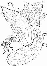 Cucumbers coloring Page  Free Printable Coloring Pages sketch template