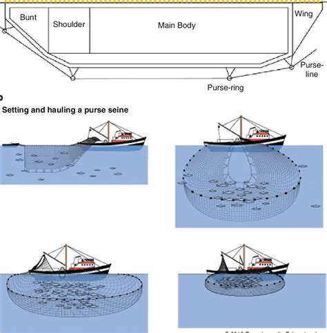 1 Diagram of a purse seine net: (a) principal components) and (b) purse ...