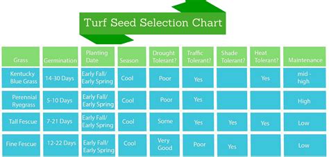 The 5 Tips For Germinating Grass SeedMy Fertilizing Company