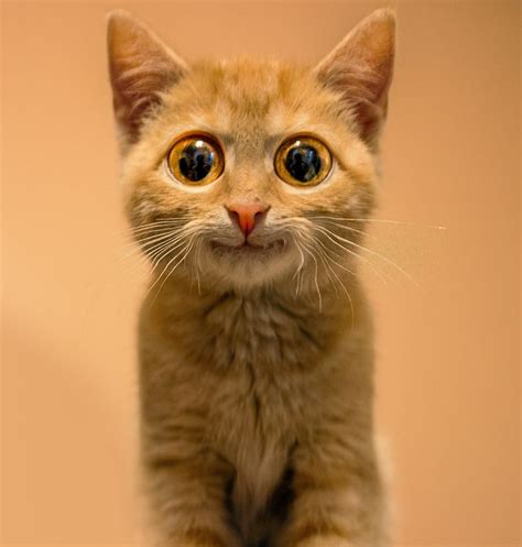 Funny Big Eyed Kitten Smiling | Cats with big eyes, Kitten, Orange tabby cats