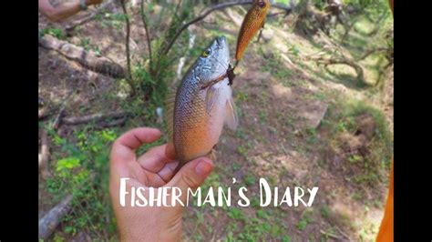 Lure Fishing At Aratula ~ Spangled Perch On A Diver ~ Fisherman's Diary ...