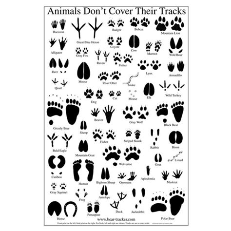 Animal Tracks Large Poster | CafePress | Animal tracks, North american animals, Animal footprints