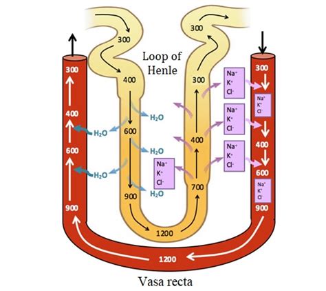 Henle’s loop along with play a significant role in which helps to produce concentrated urine.