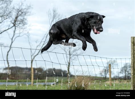 Black labrador dog jumping fence hi-res stock photography and images - Alamy