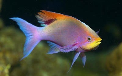 Rainbow Fish - Knowledge Base LookSeek.com