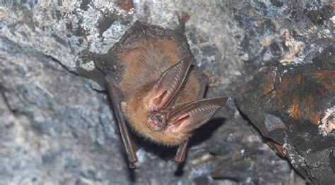 3 Big-Eared Bat Species Found in Virginia | Virginia Bat Pros