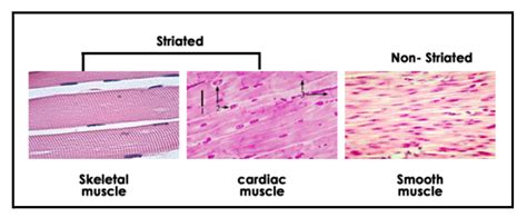 Cardiac Muscle Striations