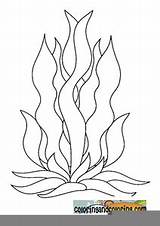 Kelp Coloring Pages  Free Images At Clkercom Vector Clip Art Online sketch template
