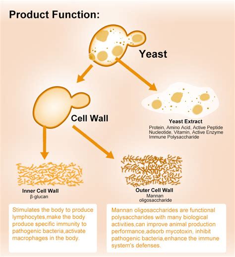 one minute to understand yeast cell wall