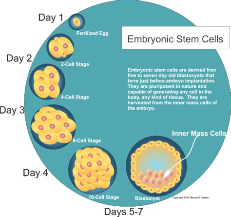 Embryonic Stem Cells For Pets - Safari Veterinary Care Centers In League City, TX