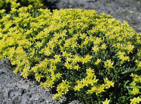 Yellow Sedum Seed, Yellow Acre, Flowering Ground Cover Heirloom 50pcs ...