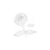 Zinnia zinnia Elegans Flower Coloring Page/wall Art  Etsy sketch template