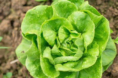 14 Different Varieties and Types of Lettuce Types Of Lettuce, Types Of ...