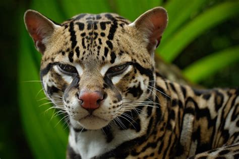 Margay Facts - CRITTERFACTS