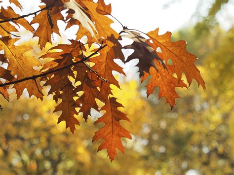 Gambar : cabang, menanam, sinar matahari, jatuh, musim gugur, pohon maple, daun maple, daun mati ...