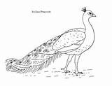 Indian Peacock Coloring Page By Mama Draw It  TPT sketch template