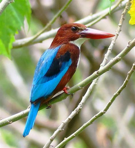 white chest kingfisher, bird, wildlife, nature, beak, animal, wild, feather, outdoor, wings ...