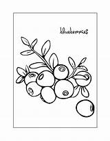 Blueberry Coloring Pages – Printable FREE sketch template