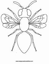 Insect coloring Pages To Download And Print For Free sketch template