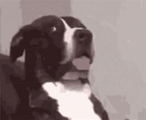 Confused Dog GIF - Confused Dog What - Discover & Share GIFs