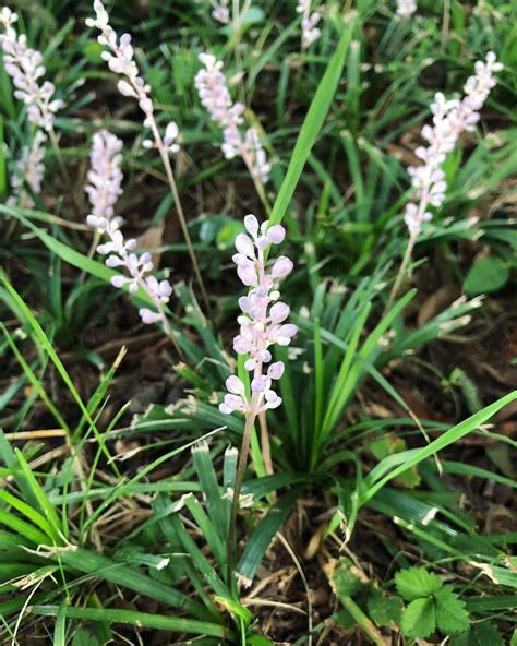 Top 10 Liriope Varieties: Choosing The Perfect Lilyturf Plants