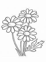 Daisy Coloring Page sketch template