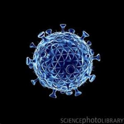 LionAid - Feline immunodeficiency virus among lions revisited - News