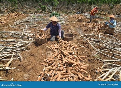 Harvesting cassava editorial photography. Image of month - 62536357