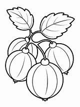 Gooseberry Fun Coloring Images  Free Download On Freepik sketch template