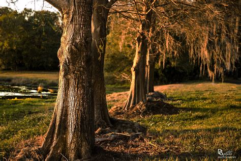 Central Florida Bald Cypress Trees at Sunset IMG_5325 | Flickr