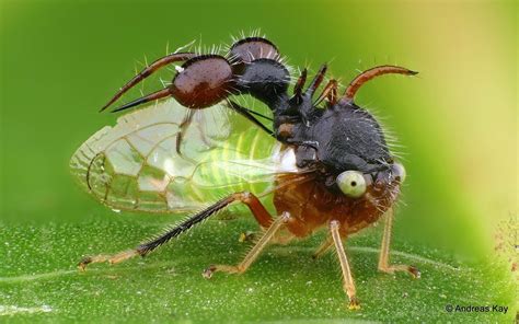 Ant-mimicking treehopper, Cyphonia clavata, Membracidae | Bugs and insects, Science and nature ...