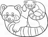 Red Panda Coloring Page Printable  Templates sketch template