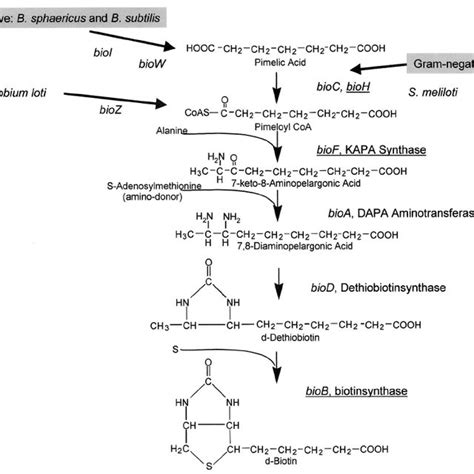 Biotin synthesis pathways in gram-positive and gram-negative bacteria ...