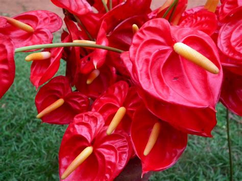 Basic Care for Anthuriums - HubPages