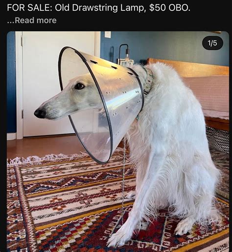 Borzoi meme | Silly animals, Silly dogs, Funny animals