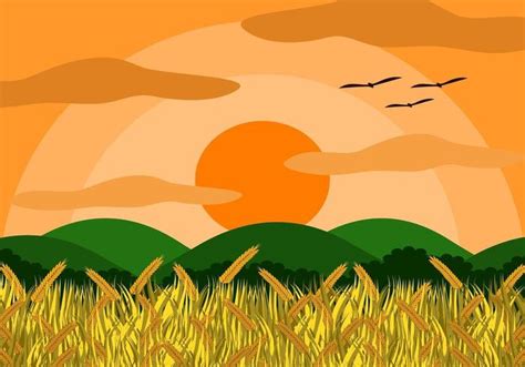 Rice field with rice grains 686732 Vector Art at Vecteezy